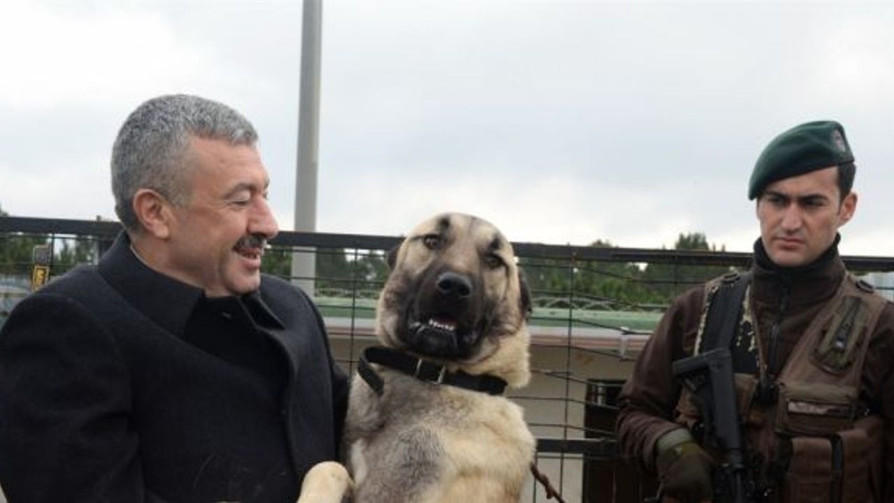 "Asayiş Devriye Köpeği Olarak Kangal ve Akbaş Yetiştirme Projesi"