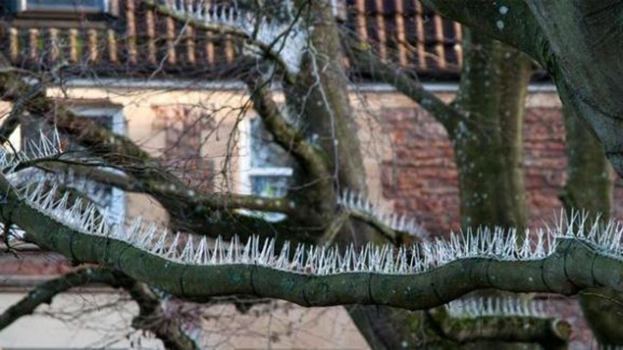 Kuşlar dallara konmasın diye ağaçlara dikenli tel astılar!