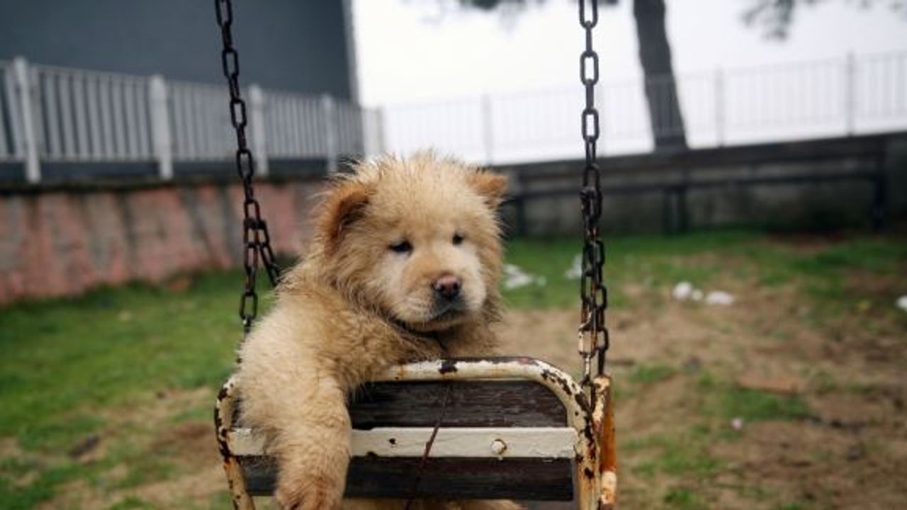 Polisin iyileştirdiği yavru köpekler yeni yılda sahiplendirilecek