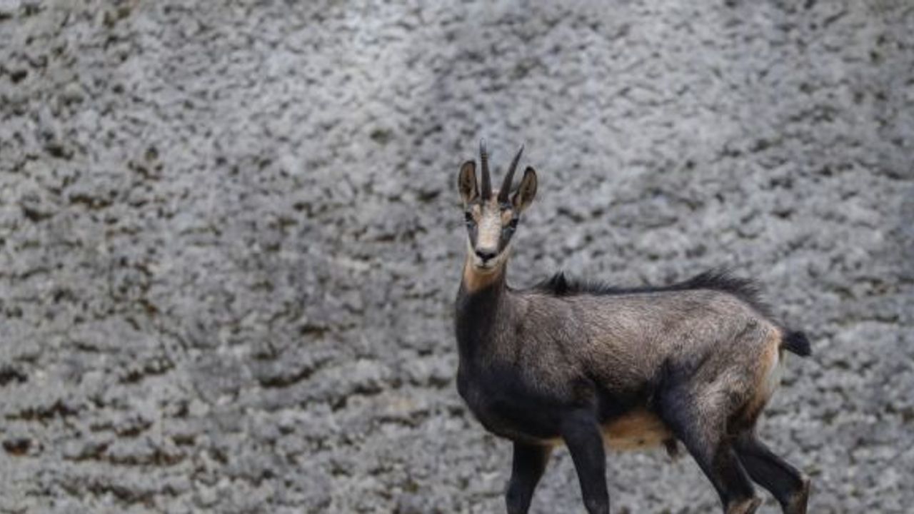 Çengel boynuzlu dağ keçisi sayısı artıyor