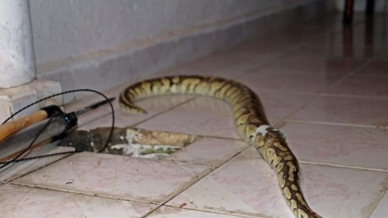 Antalya’da inanılmaz olay, balkondaki su giderinden Piton yılanı çıktı