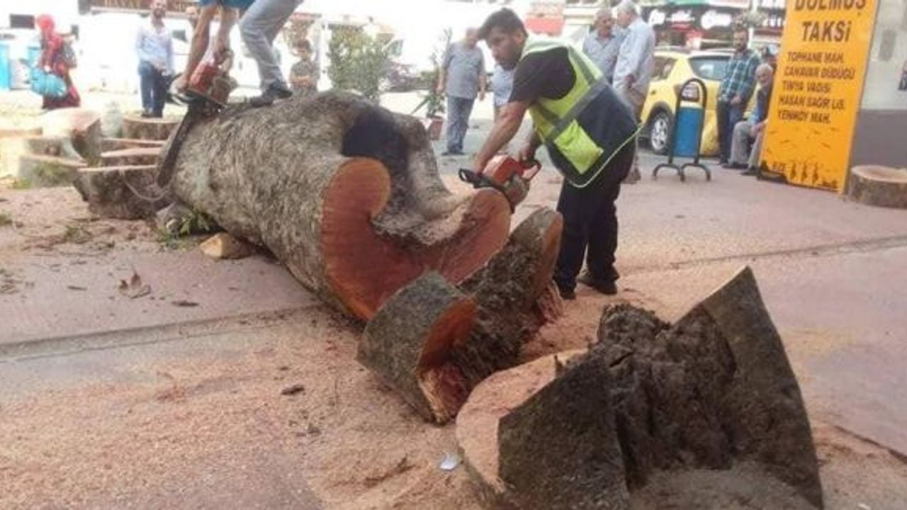 Asırlık olduğu iddia edilen çınar ağacı 75 yıllık çıktı