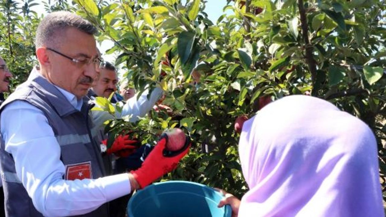 Cumhurbaşkanı Yardımcısı Oktay örnek bahçede işçilerle elma hasadı yaptı