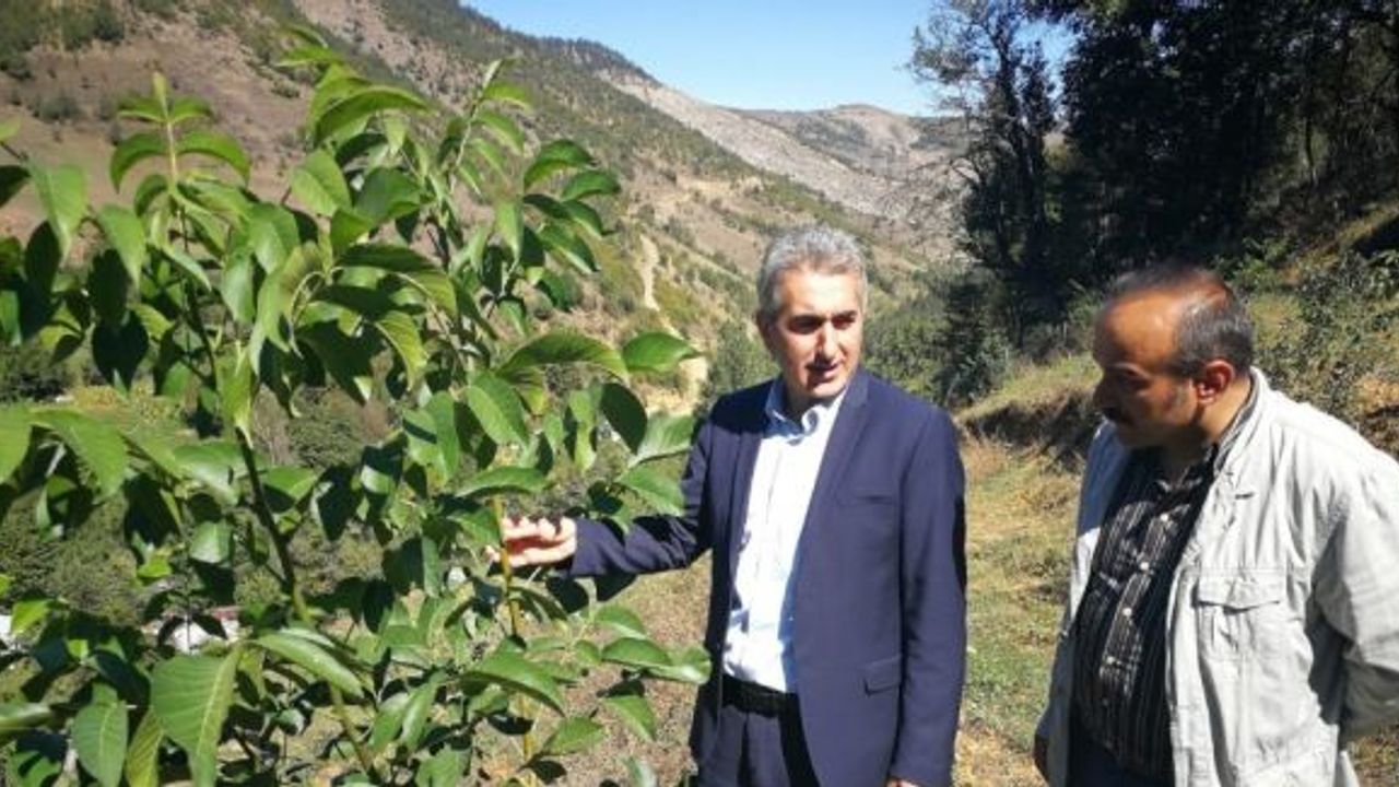 Gümüşhane Ceviz Vadisi olma yolunda hızla ilerliyor