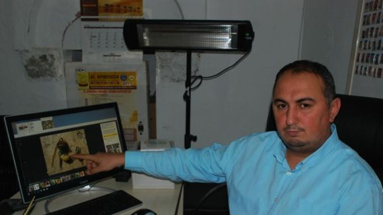 ’Japon’ eşek arıları 12 milyon arıyı telef etti