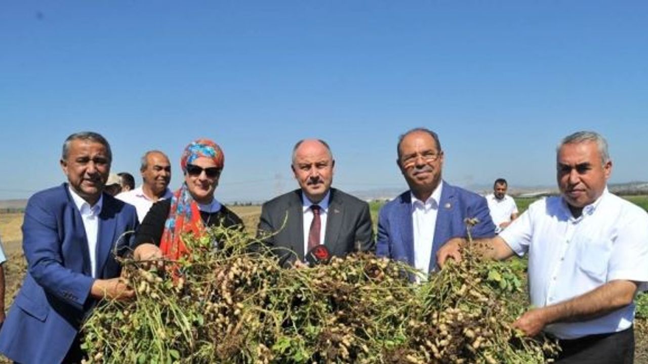 Osmaniye’de 51 bin ton yer fıstığı rekoltesi bekleniyor