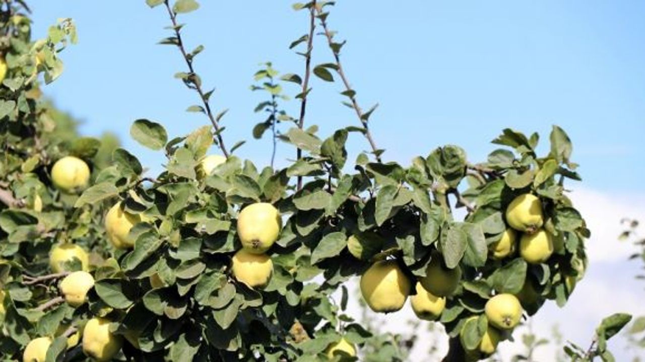 (Özel) Dünyanın ayva merkezi Geyve’de ayva hasadı başladı