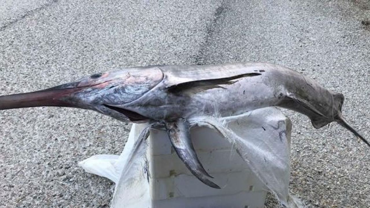 2 metre 30 santim boyunda kılıç balığı yakaladılar