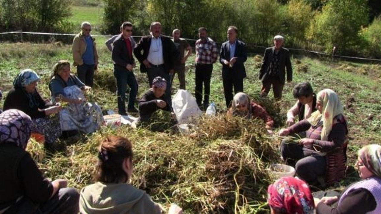 Artvin’de imece usulüyle türküler eşliğinde kuru fasulye hasadı gerçekleştirildi