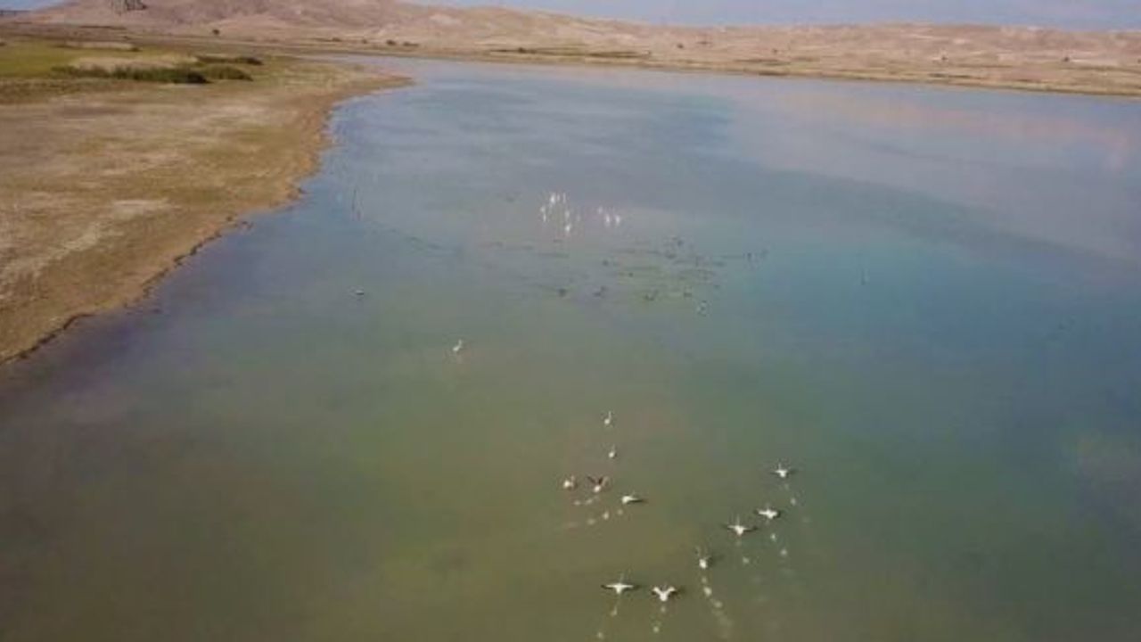 Karataş Gölü'ndeki su kuşları havadan görüntülendi