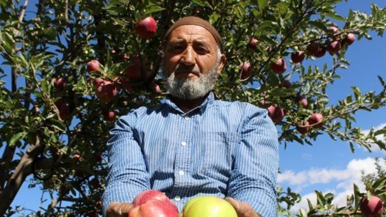 (Özel) Aynı ağaçta hem yeşil hem kırmızı elma yetiştirdi