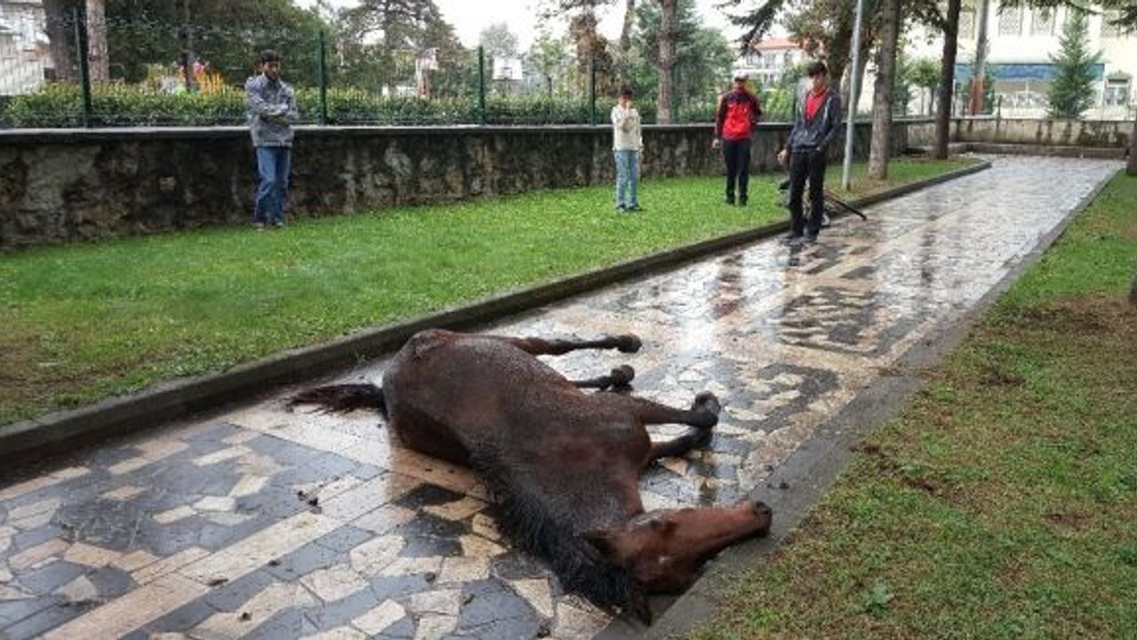 (Özel) Çocuk parkına terk edilen at çocukların gözleri önünde çırpına çırpına can verdi