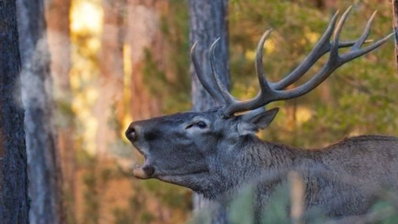 (ÖZEL HABER) Kızıl geyiklerin birbirlerine yaptıkları kurlar işte böyle görüntülendi