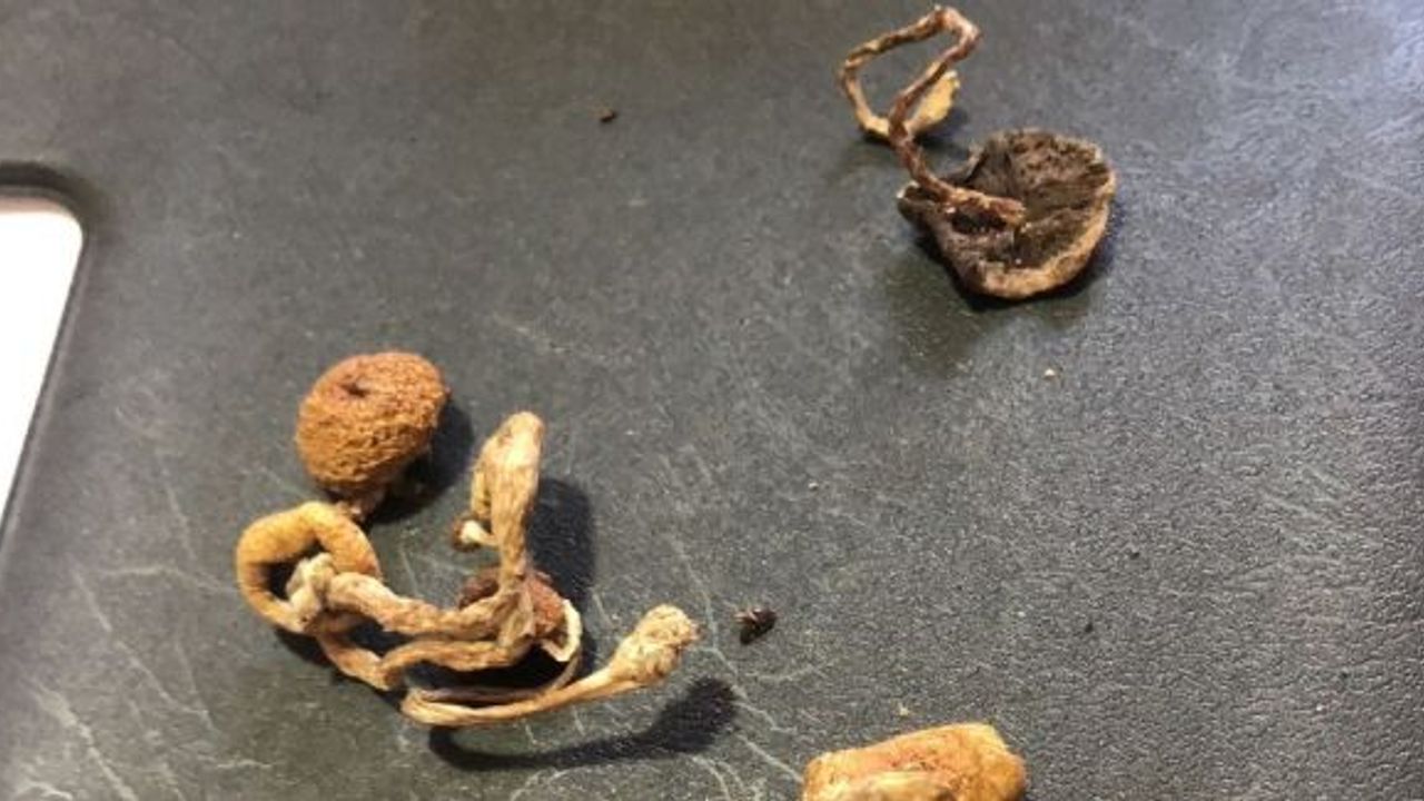(Özel) İstanbul’da narkotik operasyonunda ’sihirli mantar’ ele geçirildi