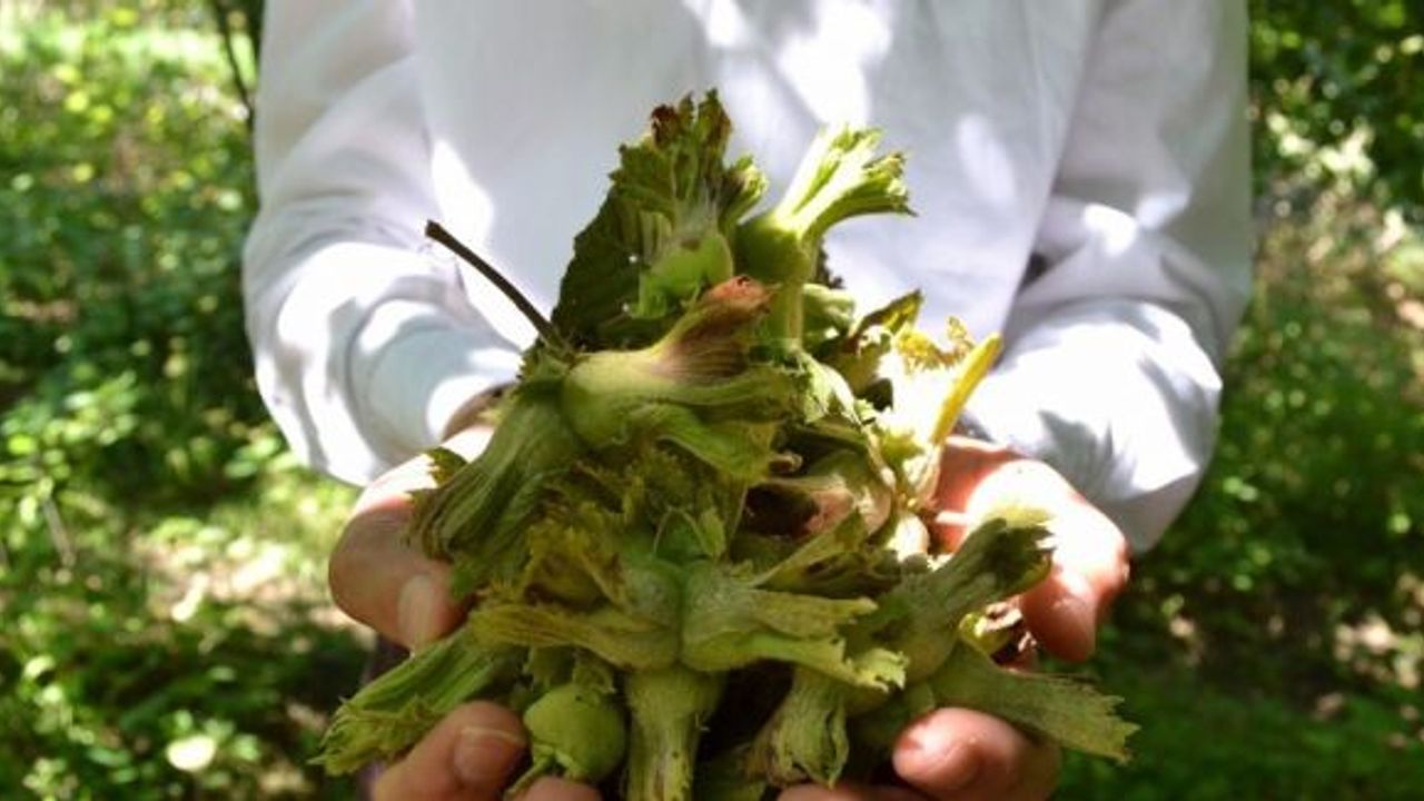 TMO 1 Kasım itibari ile fındık alımına başlayacak