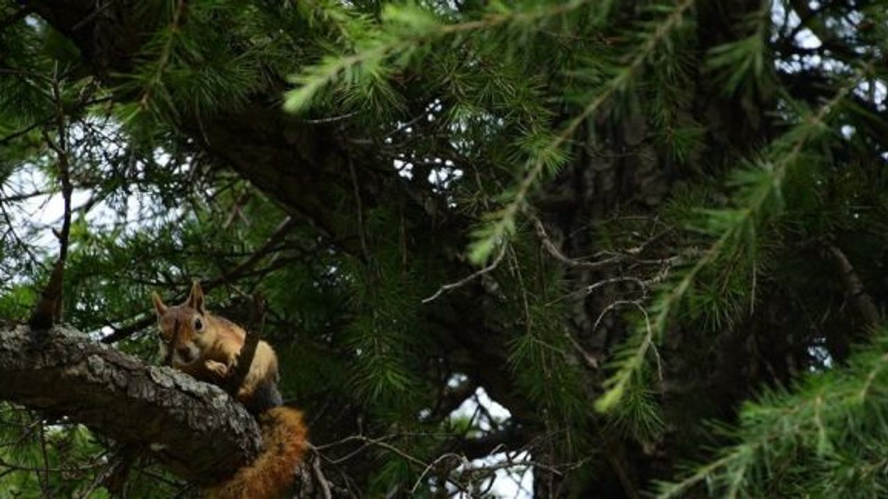 Troya Tarihi Milli Parkı’nda yaralı bulunan yavru sincaplar tedavi edildi