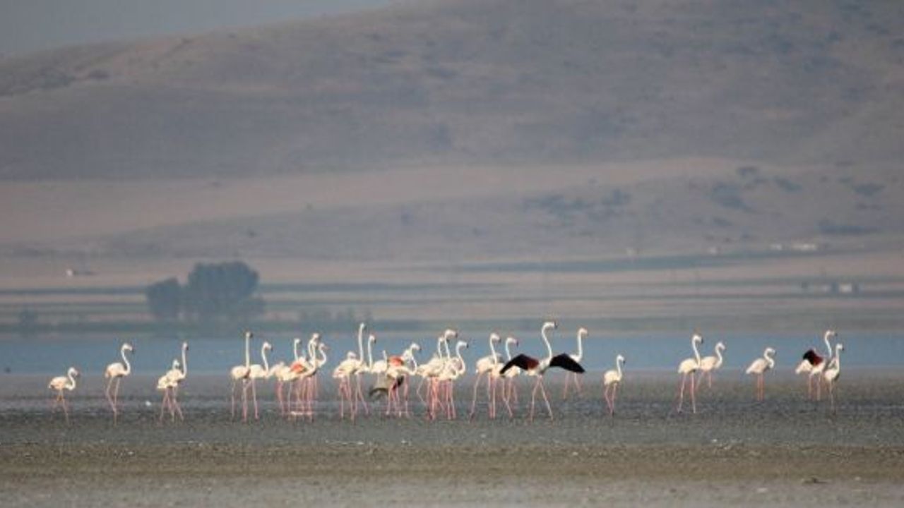 Yağışlarla birlikte kuşlar, Seyfe Gölüne akın ediyor