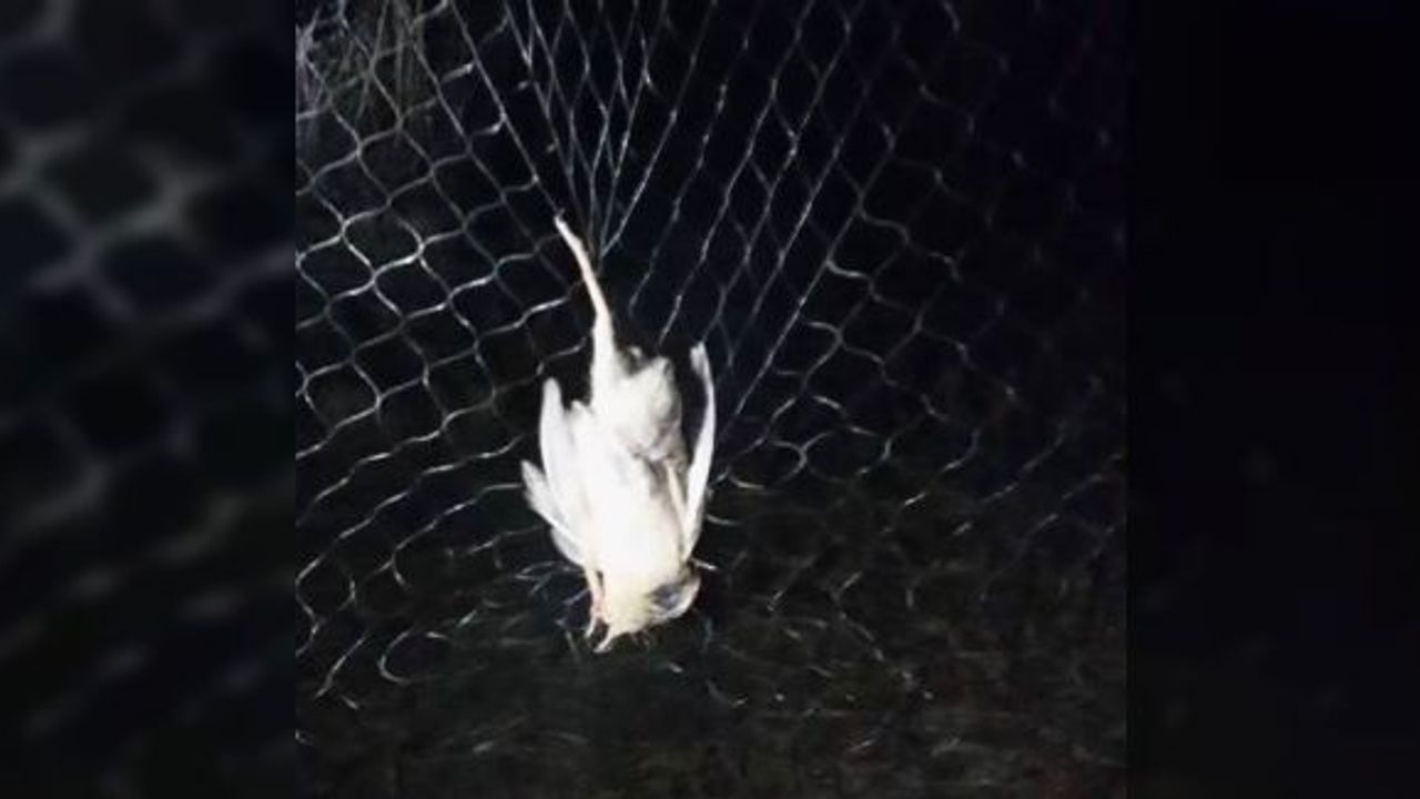 Yasak cihazla bıldırcın avı yapan 4 şahıs yakalandı