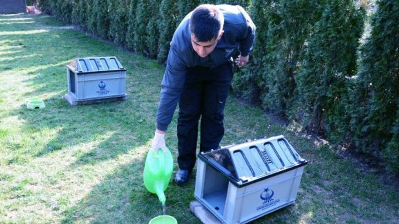 Kahramankazan Belediyesi doğaya hayvanlar için mama ve yem bırakıyor