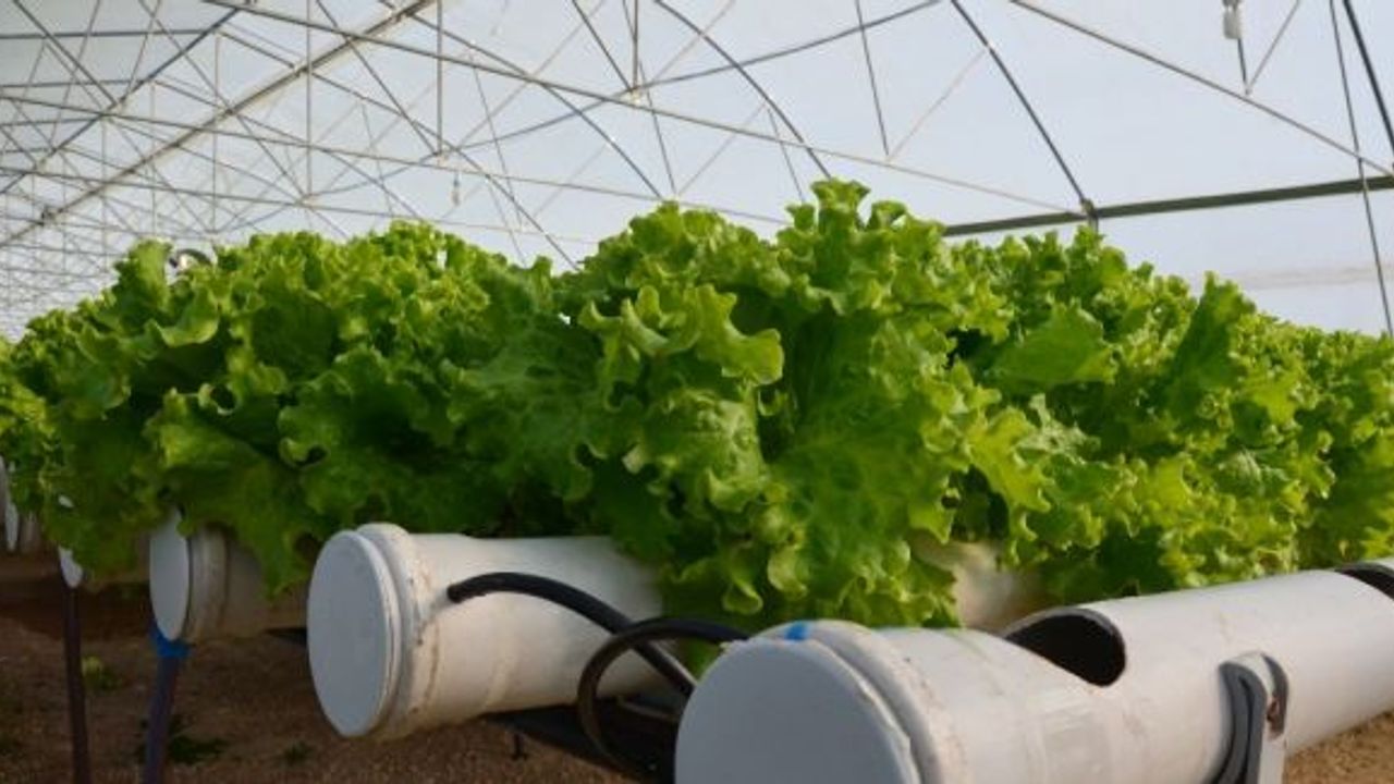 Kurduğu topraksız tarım sistemiyle yıllık 100 bin TL kazanmayı hedefliyor