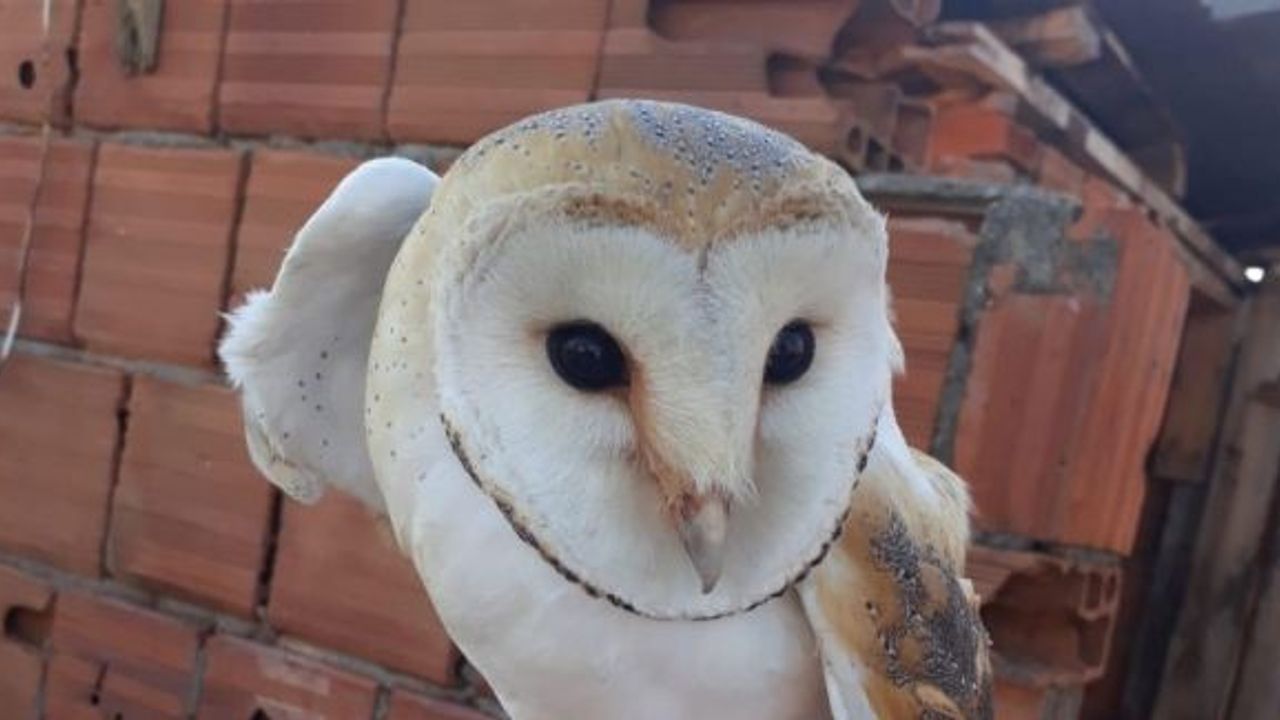 Ölmek üzere olan baykuşu ev sahibinin dikkati kurtardı