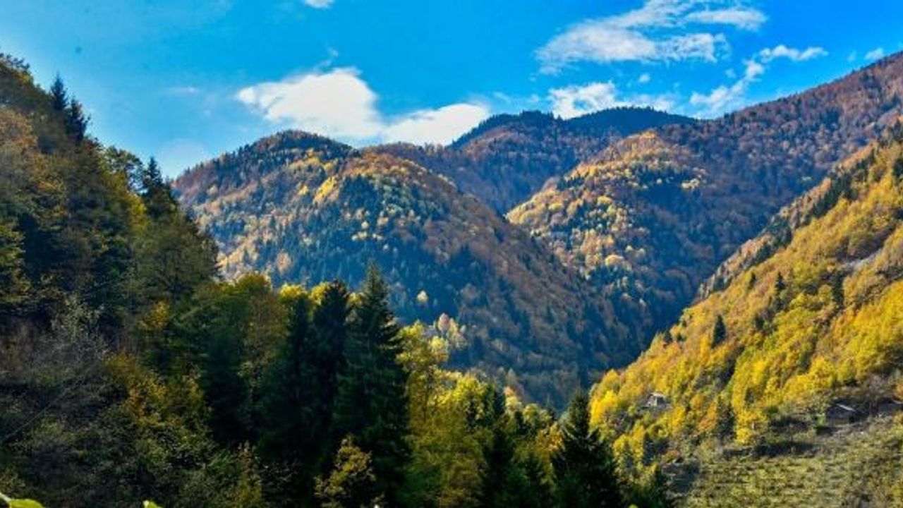 Örümcek Ormanlarında renk cümbüşü