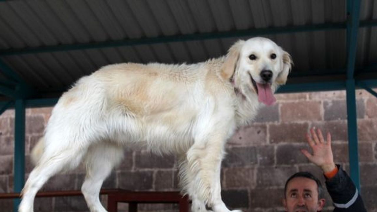 AFAD’ın hayat kurtaran köpeği ‘Pasha’ başarıya doymuyor