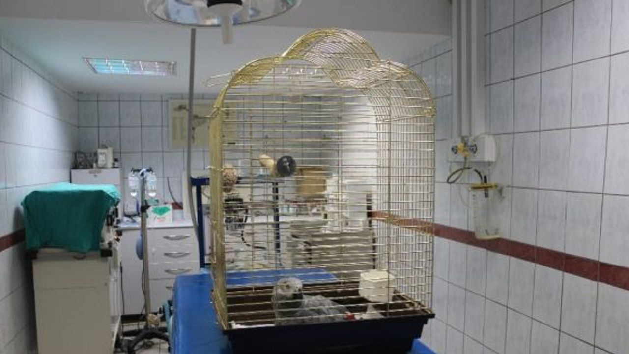 Murat Özdemir’in işkence ettiği papağan, yarın ameliyata alınacak