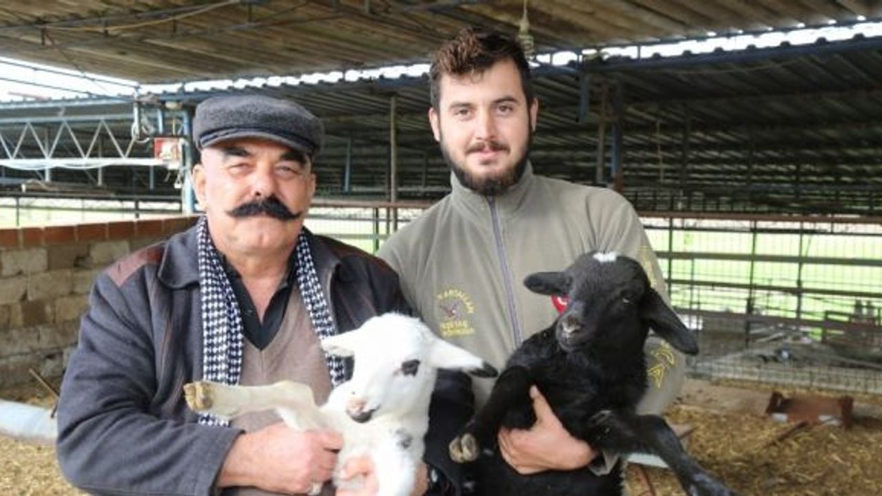 Aydın Büyükşehir, yetiştiriciyi Ege Et ile destekliyor