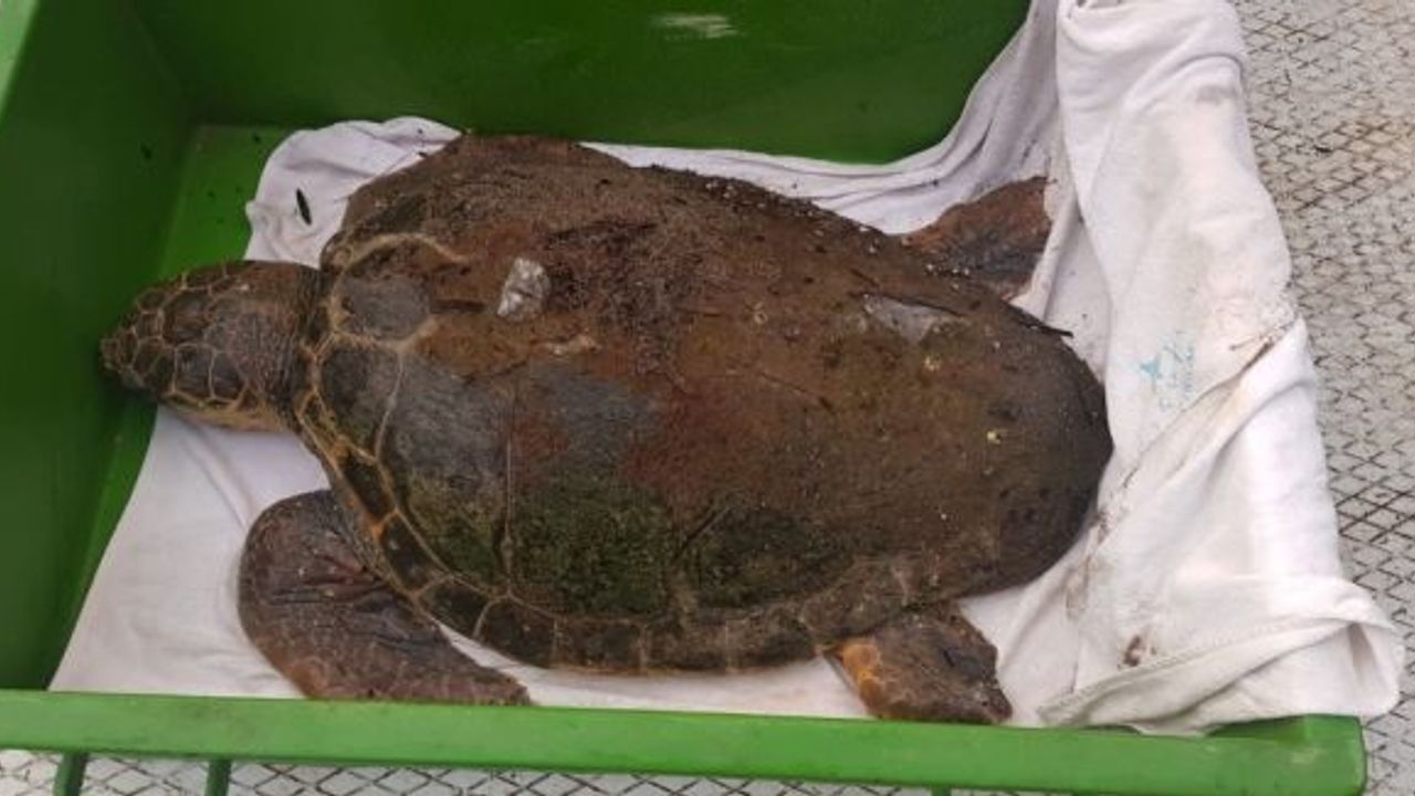 Bir hafta içinde ikinci caretta caretta sahile vurdu