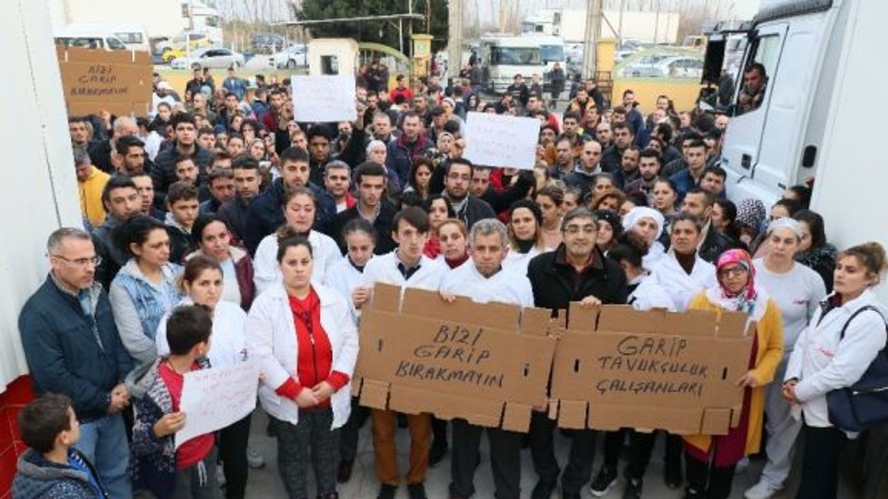 Bölgenin ihracat şampiyonu tavuk firması konkordato ilan etti