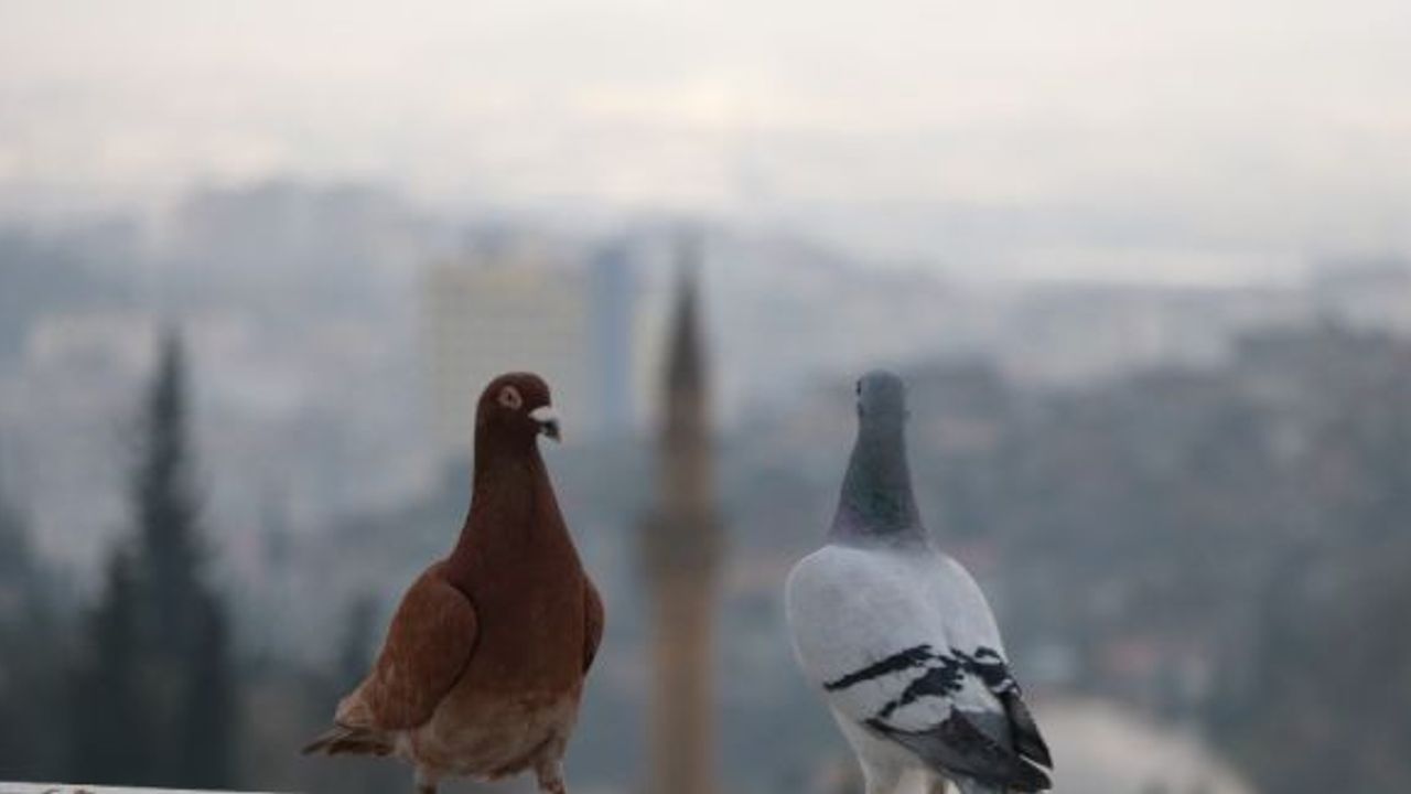 Çocuk yaşta beslemeye başladığı güvercinlerine gözü gibi bakıyor