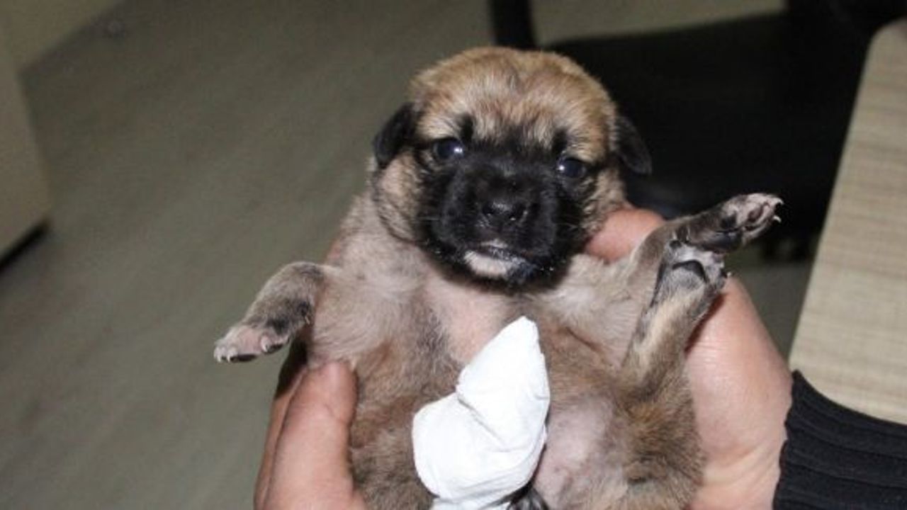Köprü altında bir ayağı ve kuyruğu kesilmiş yavru köpek buldu