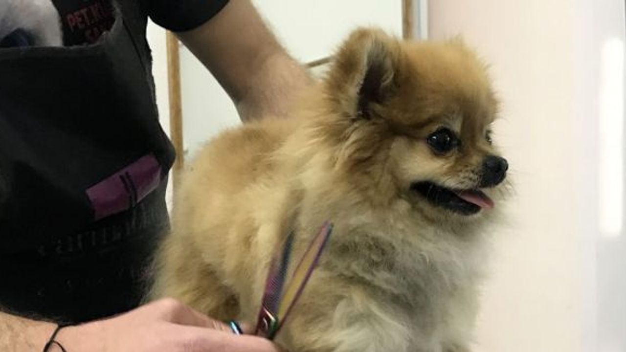 (Özel)  Sakarya’da ilk kez açılan ve çevre illerin ihtiyacını karşılayacak olan pet kuaförü hizmete vermeye başladı