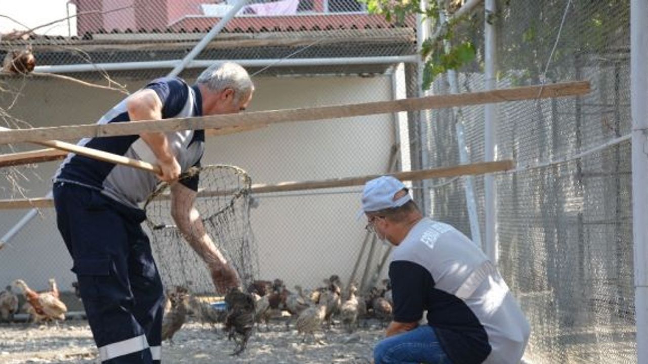 Kene ile mücadele için 5 bin kanatlı doğaya salındı