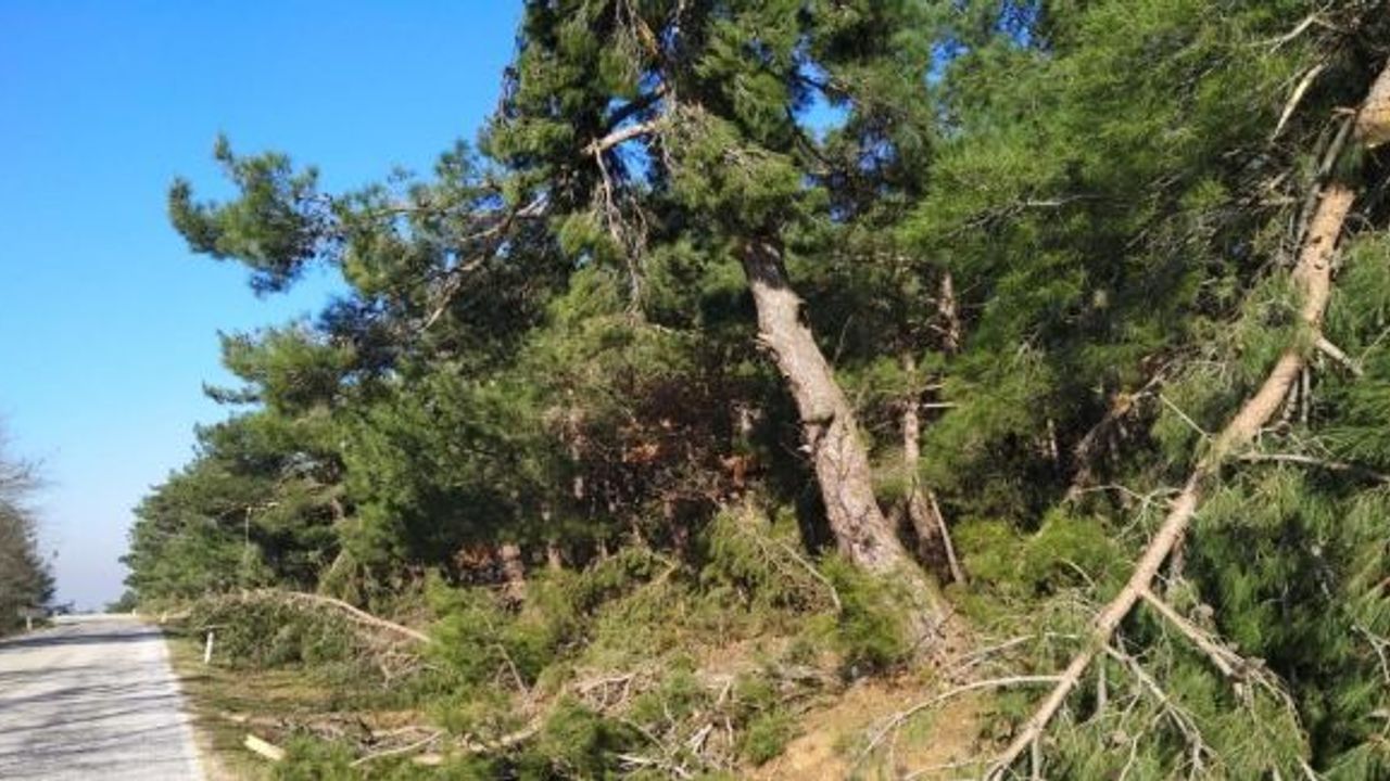Lapseki’de kar yağışı ve rüzgarın etkisiyle onlarca çam ağacı devrildi