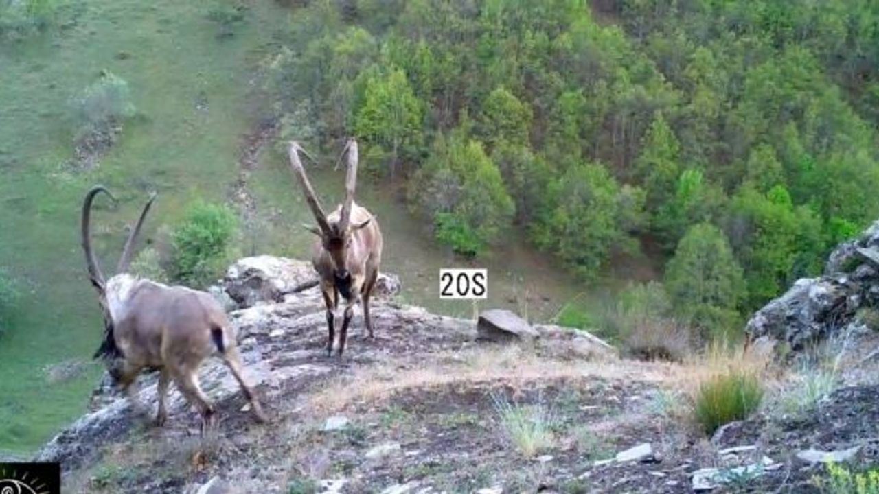 Ordu’da dağ keçisi sayısı beklenenden fazla çıktı