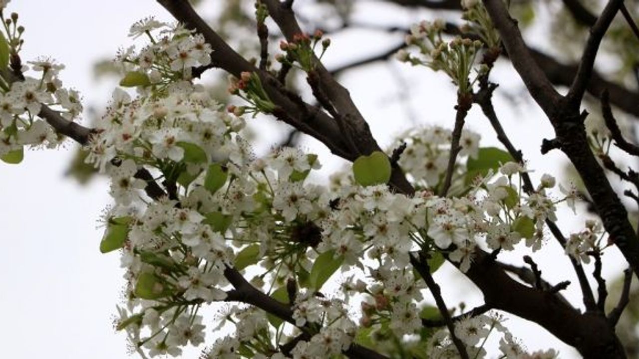 Ağaçların erken çiçek açmasına bordo bulamaçlı önlem