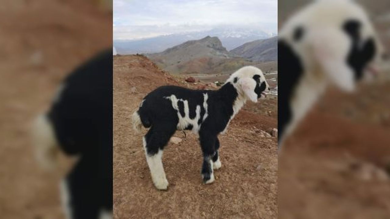 “Allah” lafzı yazılı kuzu Erzincan’da ilgi odağı oldu