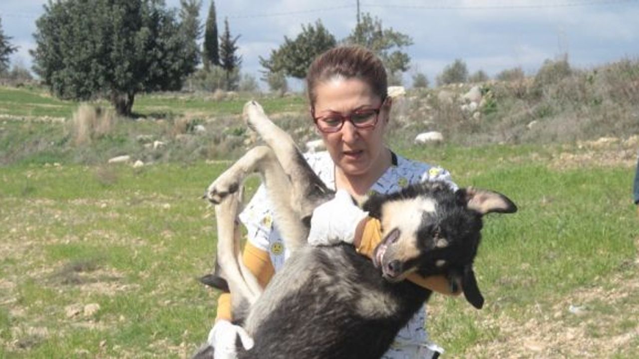 Kafasını sıkıştırdığı plastik damacana sebebiyle günlerce aç susuz kaldı