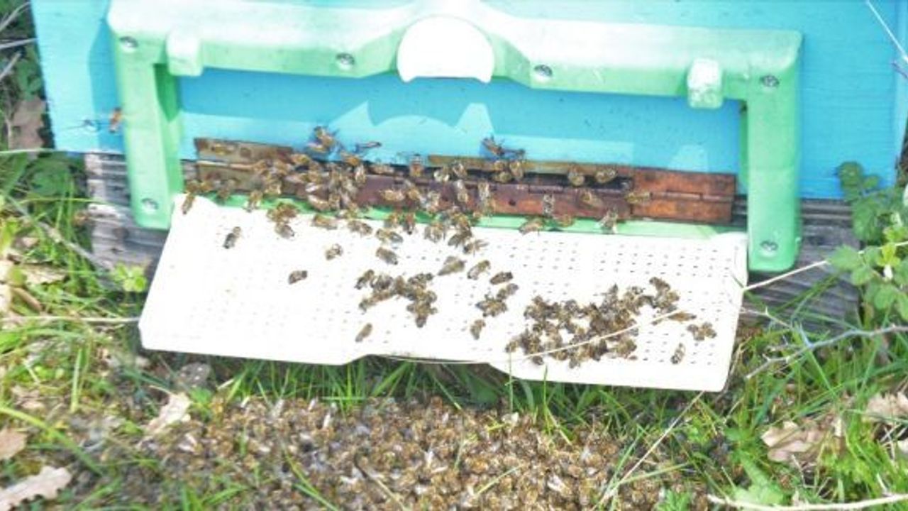 (Özel Haber) Bursa’da toplu arı ölümleri korkuttu