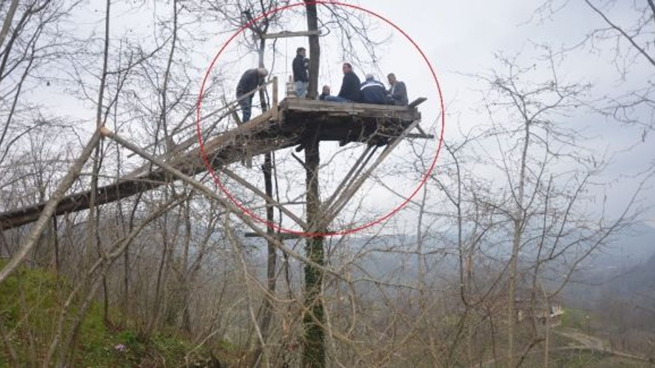 Üzüm asmasına kızdı, ağacın tepesine kamelya yaptı