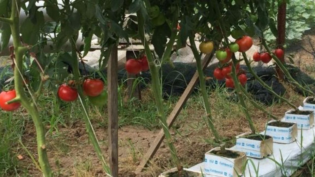 Ziraat teknikeri topraksız tarım uygulaması ile domates ve marul yetiştirdi