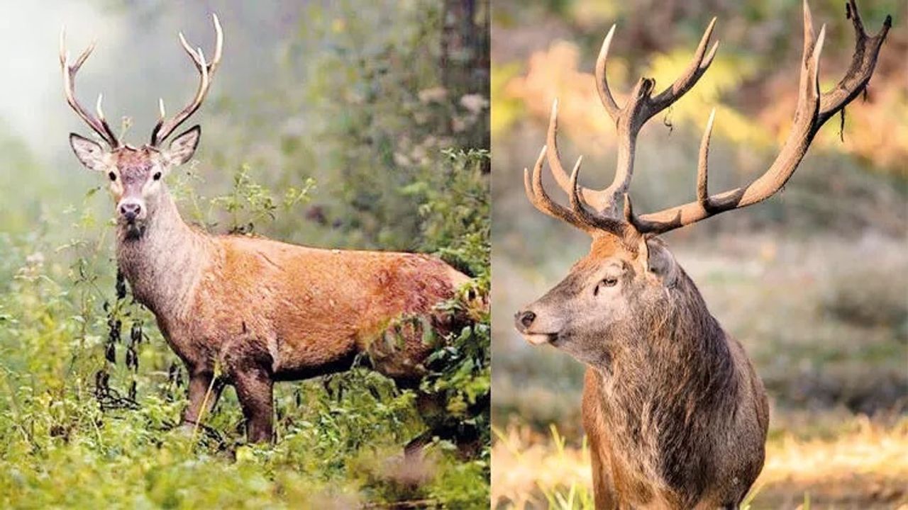 Kızıl geyik avlama ihalesi, mahkeme kararıyla iptal edildi