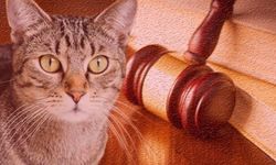 EVCİL HAYVANLARIN BOŞANMA DAVALARINDAKİ STATÜSÜ: EŞYANIN PAYLAŞIMI MI? AİLE ÜYESİ Mİ?