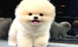 Pomeranian Boo ve Pomeranian Köpek Fiyatları