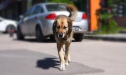 SAHİPSİZ KÖPEK SORUNUNA VE ALMAN KÖPEK KANUNU’NA İLİŞKİN HUKUKİ DEĞERLENDİRMELER