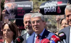 CHP'den AYM'ye 'sokak hayvanları yasası'nın iptali başvurusu