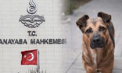 AYM, tartışmalı Sokak Hayvanları Yasası'nın iptali istemini reddetti