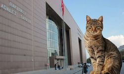 Bakırköy Adliyesi’nde kedi krizi çözüldü!